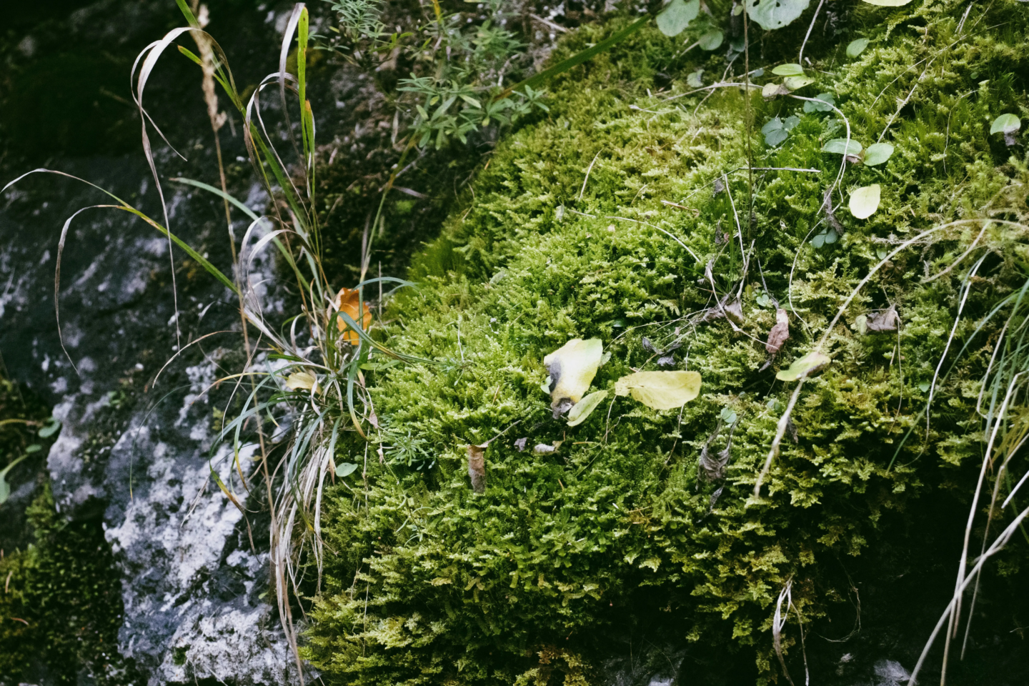 andrey-volk-2rU70QiHO4E-unsplash