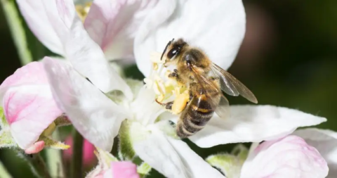 biodiversite